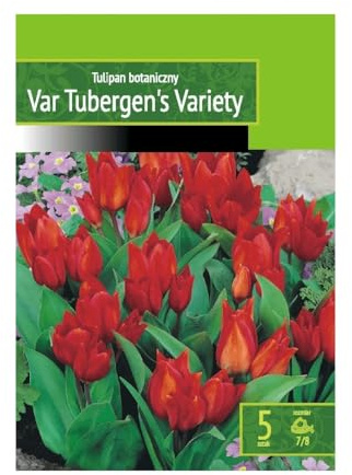 AGRONOM | TULPEN - VAN TUBERGEN'S VARIETY | Mehrjährige Blumenzwiebeln | Rot Blumen | Werden in Blumengärten, blühenden Rasenflächen gepflanzt | Die herrlich Blüten | Tulpenzwiebeln | 5 Blumenzwiebel