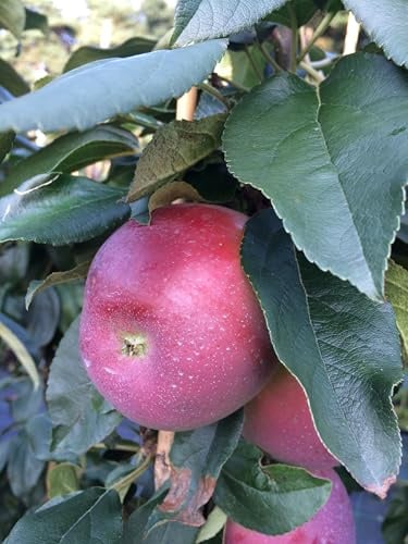 Säulenapfel Dgin, Säulen Apfelbaum ca. 120 cm., Яблоня колоновидная Джин