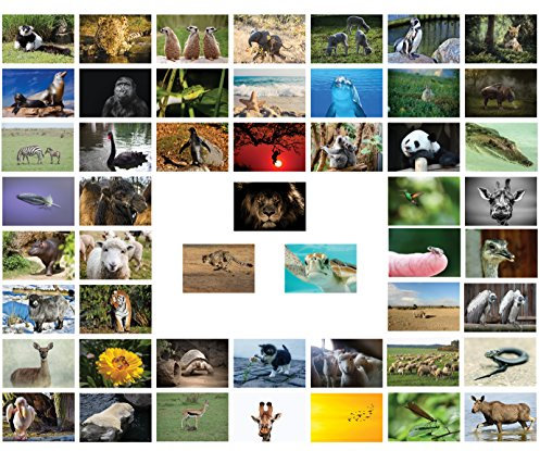 Tiere Postkarten - 50 verschiedene Tierpostkarten-set ideal für Sammler und Postcrossing