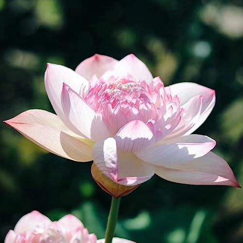 100 pcs Lotus Samen Winterhart Teichpflanzen Winterhart Nelumbo nucifera Topfpflanzen Echt, Outdoor Pflanzen Extrem Winterharte Kübelpflanzen, Gartenpflanzen Winterhart Mehrjährig