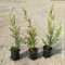 Cipresso Cupressocyparis leylandii, 15 piante con altezza 40/60 cm, vaso Ø8
