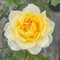 YouGarden Julie's Rose 3L Pot