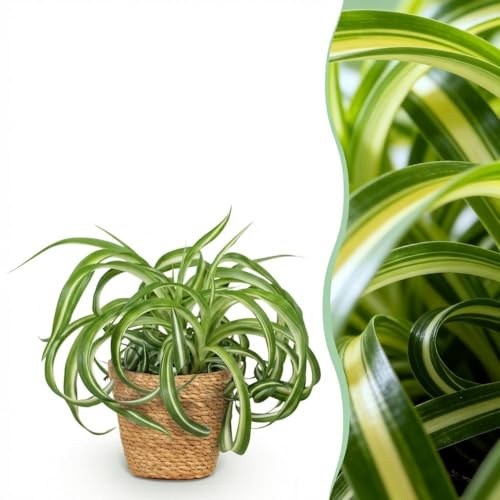 Chlorophytum comosum Bonnie - Curly Grass Lily - Pet-Friendly Plant - Green - with Basket - 20cm - Ø12cm - Plante d'intérieur - Ensemble complet - Plante avec pot