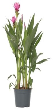 Plant in a Box - Curcuma alismatifolia Siam Supreme - Tropische blühende zimmerpflanze Kurkuma - Topf 19cm Höhe 70-90cm