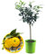 Pianta di Yuzu - Citrus junos - H50-60cm - vaso ø18 (Vaso Verde)