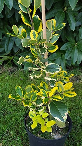 gelbgrüne Hülse, Ilex altaclerensis Golden King 50-60 cm hoch im 3 Liter Pflanzcontainer