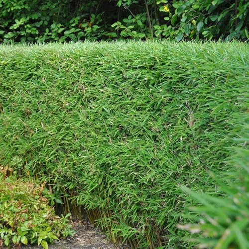 Bambus Fargesia rufa – Immergrün – 2 Pflanzen – Nicht ausbreitend – Grüner Bambus für Hecke, Garten & Terrasse – Ø17cm Höhe ca. 60cm