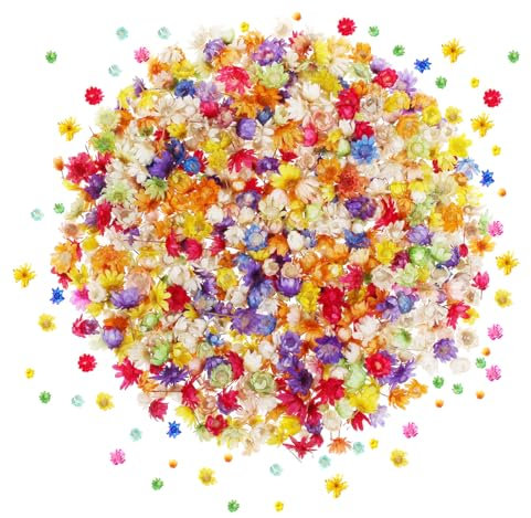 ZYNERY 280Stk Gemischte Bunte Trockenblumen Klein Gänseblümchen, Natürliche Echte Kleine Trockenblumen für Kunstharz Bastelarbeiten, Mini Natürliche Blumen für DIY Nagel, Epoxid, Kerze, Scrapbooking