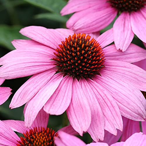 Echinacea Nectar Pink Garden Plant Hardy Perennial Flowering Garden Plants Easy to Grow Your Own 6X Plug Plants by Thompson and Morgan (6)