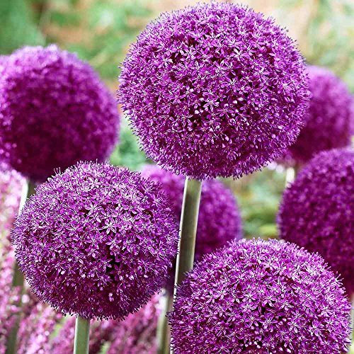 *NEU* 25x Blumenzwiebeln Allium  Red Giant  Zierlauch Lila Kleinwüchsig