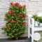 Campsis Radicans 'Flamengo' – Trompetenblume – Kletterpflanze – Winterhart – ⌀15 cm – 60-70 cm