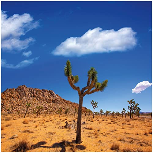 Wallario Glasbild Palmlilie im Nationalpark Yucca Valley Wüstenlandschaft - 30 x 30 cm Wandbilder Glas in Premium-Qualität: Brillante Farben, freischwebende Optik