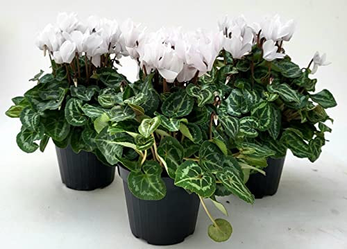 POWERS TO FLOWERS - CICLAMINO A FIORE PICCOLO PROFUMATO, CICLAMINO MINI BIANCO, 3 PIANTE, VASO 10CM, piante vere