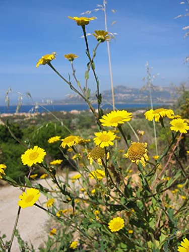 Saat-Wucherblume (Glebionis segetum, Syn.: Chrysanthemum segetum) 250 Samen
