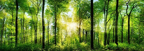 Poster Wald Panorama, 110 cm breit x 40 cm hoch, Dekoration, Kunstdruck, Wandbild, Fineartprint, Panorama Kunstdruck, Landschaft Bäume Wald, Premium Qualität