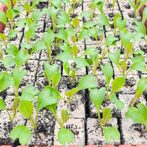 Blumenkohl Jungpflanzen Clapton 12er Set Gemüsepflanzen