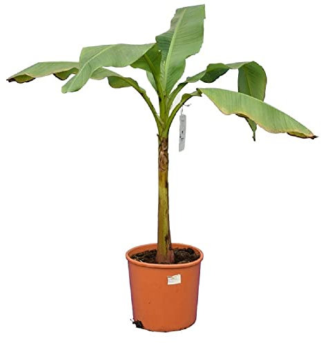 Winterharte Japanische Faserbanane - Musa basjoo - Größe 120-160cm - Topf Ø26cm [7350]