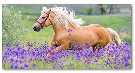 Tulup Glas-Bild Wandbild aus Glas - Wandkunst - Wandbild hinter gehärtetem Sicherheitsglas - Dekorative Wand für Küche & Wohnzimmer 140x70 - Tiere - Pferd Lavendelfeld - Lila