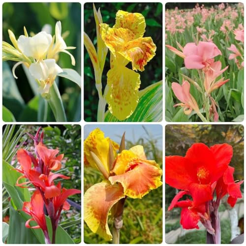 16 pcs canna lily zwiebeln plants blumenzwiebel winterharte stauden mehrjährig Canna indica - cannas canna pflanzen kaufen bonsai topf blumenwiese topfpflanzen deko büro frühblüher