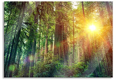 Pixxprint Glasbild, Wandbild aus Echtglas, Wald bei Sonnenlicht, 60x40 cm, inkl. Aufhängung und Abstandshalter