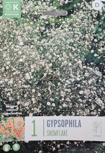 Peyca Bulbo de flor gypsophilia (paniculata) 1 unidad - Kapiteyn (snowflake)