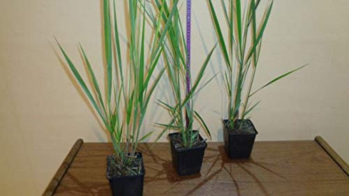 25 StückRuten-Hirse Panicum virgatum Northwind topfgewachsen T9x9 Gräser winterhart