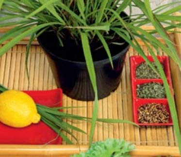 Pcs - 500x Special Seeds Lemon Grass Seeds Garden Seed Herbs K236 - Seeds & Plants Shop by Ipsa