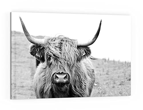 DEQORI Küchenrückwand Glas | Motiv Zotteliges Hochlandrind | 60x40 cm | Bad- oder Herd-Rückwand | Herdblende Spritzschutz für Küche & Badezimmer | moderne Deko für Fliesenspiegel
