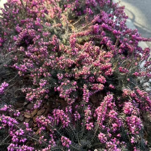 semillas de brezo de invierno flores de primavera, plantas de jardín maceta plantas exóticas de flores Serie de plantas raras plantas verdes bonsái plantas de jardín para 200pcs