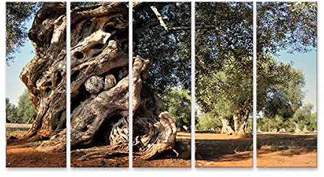 islandburner Bild auf Leinwand Alter Olivenbaum im Garten Wandbild Leinwandbild Kunstdruck Poster 170x80cm - 5 Teile XXL