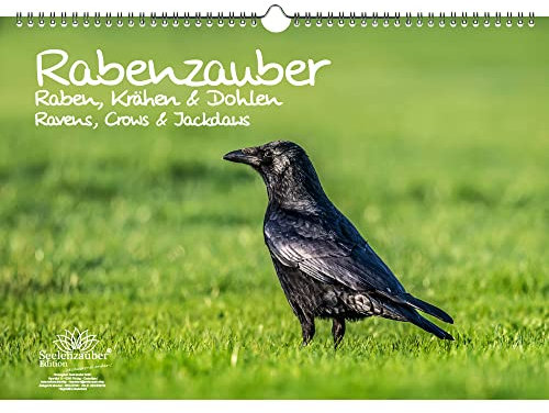 Tierzauber - Calendario permanente (DIN A3, diseño de cuervos, cuervos y tacos)