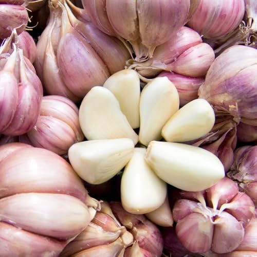 4 pcs pflanzknoblauch, garten geschenk,Dekorative Pflanzen pflanzknoblauch, gemüsepflanzen winterharte kübelpflanzen bonsai topf,gartenpflanzen hochbeete für garten blumen garten,pflanzen