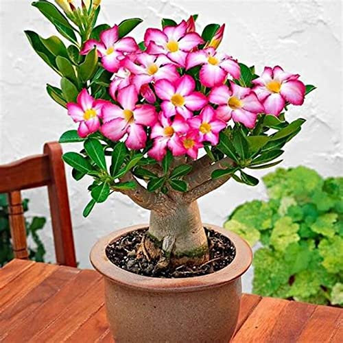 Desert Rose Plant Live, Plants/Rhizome/Ornamental/Resistant/Desert Rose Strong Plan, Desert Rose Easy to Plant, Suitable, Gorgeous, Desert Rose Plant Bulbs,Bedding/Desert Rose Bulbs, 1Bulbs-D