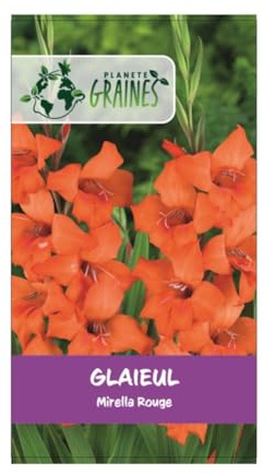 10 bulbes de fleurs Le Glaïeul Mirella rouge - orange