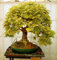 3 graines de Chêne pédonculé (Quercus robur) BONSAÏ E158 ENGLISH OAK SEEDS SEEDS:Seeds Only