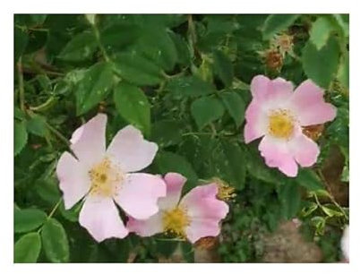 Pezzi - 10x Rosa Canina Rosa Selvatica Giardino Piante - Seme ID1556 - Seeds & Plants Shop by Ipsa