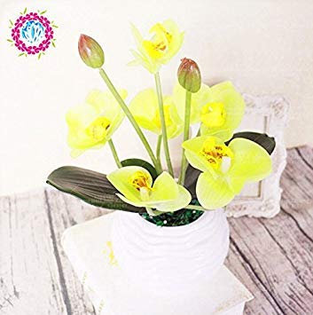 50 pz Iris semi, semi di bonsai fiori giardino perenne, splendidi fiori recisi semi di fiori rari per la casa giardino piantare orchidee 4