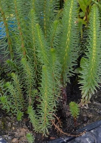 12 Stück Tannenwedel Hippuris vulgaris Teichpflanzen Teichpflanze winterhart ideal auch für Miniteiche