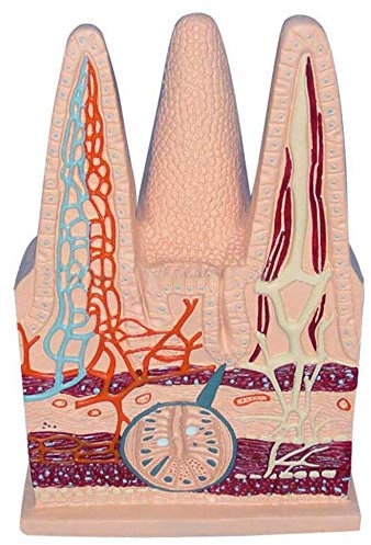 DREI Dimensionen des Menschlichen Darmmodell