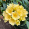 300 pcs Clivia Pflanze Samen, deko büro zimmerpflanzen Clivia miniata, nachhaltige produkte blumenwiese hochbeete für garten bienenwiese saatgut robuste balkonpflanzen winterhart bienenweide