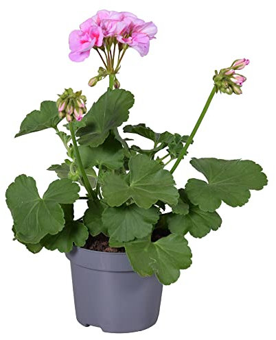 DECOALIVE |Geranio Color Rosa Claro | Planta Natural | Geranio Flores Rosa Claro
