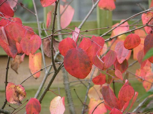 Green Future Pflanzenhandel Kuchenbaum Cercidiphyllum japonicum Pflanze 5-10cm Lebkuchenbaum Katsurabaum