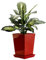 botle Pot de fleurs carré - Dimensions (L x l x h) : 21,5 x 21,5 x 28,5 cm - Rouge moderne - Intérieur glamour trapèze