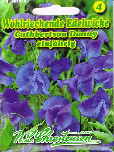 Wohlriechende Edelwicke Cuthbertson Danny blau 'Lathyrus odoratus' Wicke rankend