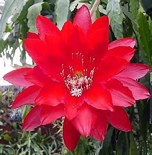 Portal Cool Rojo Epiphyllum - Flor Gigante - 3 Orquídea Hermosa Cactus 8 a 12 Los Cortes