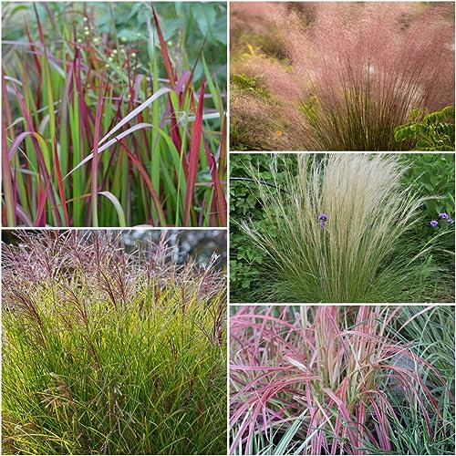 500 piezas semillas resistentes de hierba roja del amor - semillas plantas raras semillas especiales Eragrostis spectabilis, gramíneas ornamentales gramíneas ornamentales,