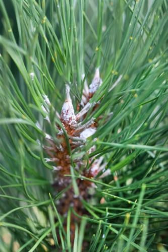 Säulen-Kiefer Pinus sylvestris Fastigiata 30-40 cm immergrün winterhart