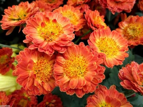 Garden Mums Chrysanthemum indicum Early Double Mix 200 Seeds