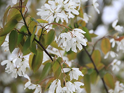 Felsenbirne Ballerina - Amelanchier Ballerina - Containerware 40-60 cm - Garten von Ehren®