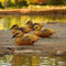 GMM Gartendeko, Gartenfiguren, Gartenfiguren, Gartenfiguren, Gartenfiguren, 4-teiliges Set (Enten)